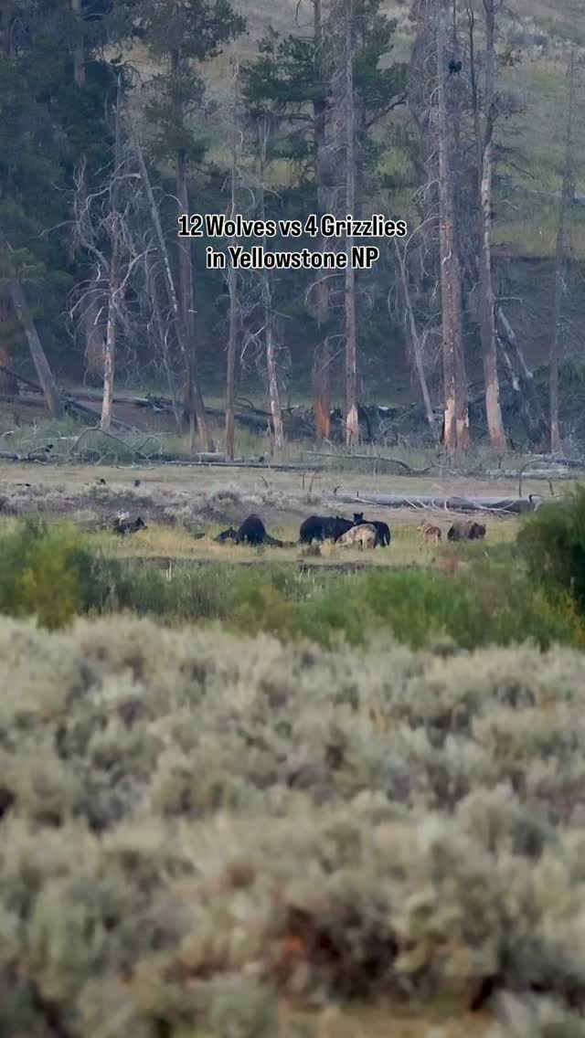 Allie D'Andrea captured footage of the Junction Butte wolf pack confronting a grizzly bear over a bison carcass in Lamar Valley.