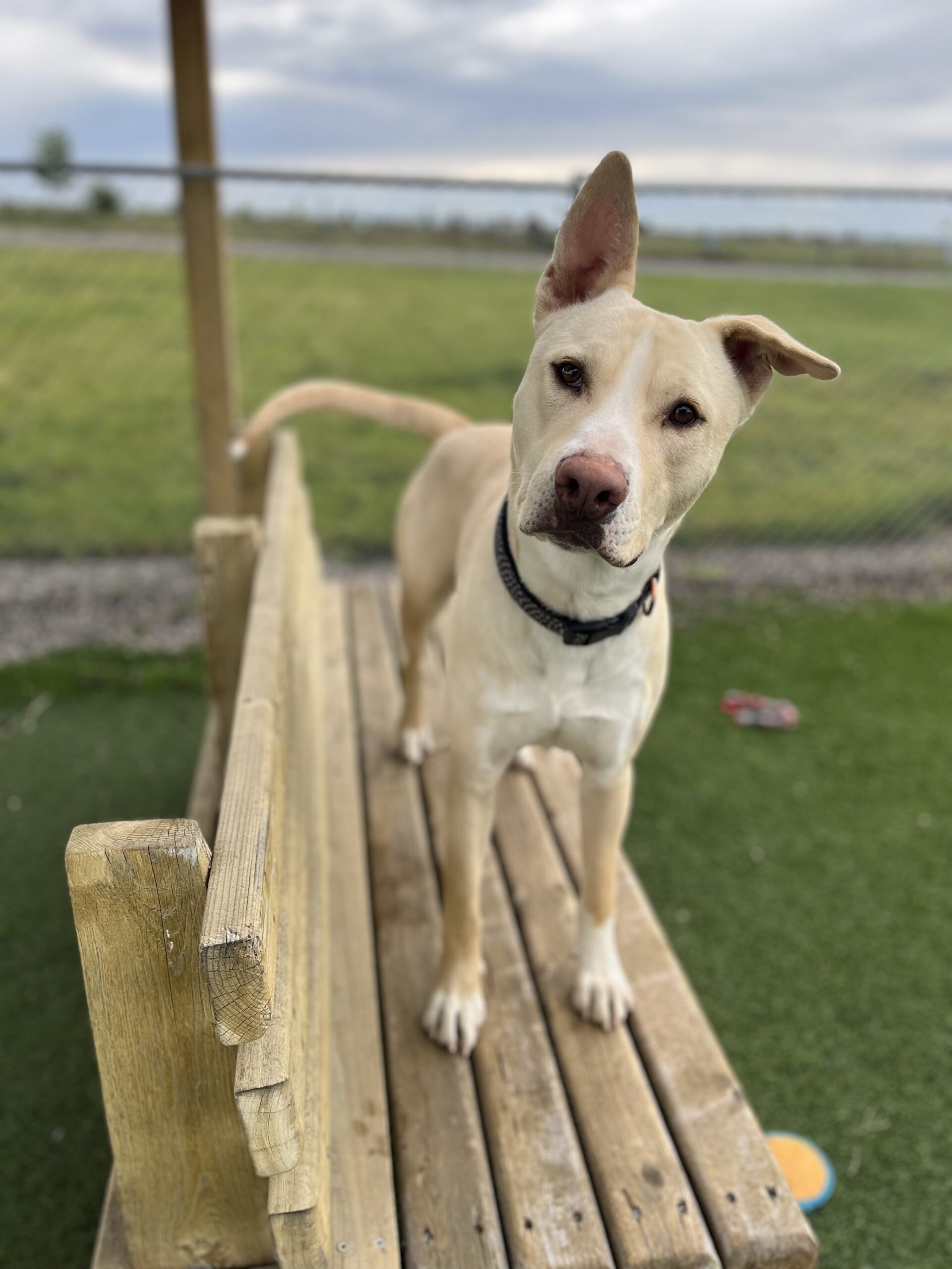 Heart of the Valley Animal Shelter is relocating its traditional winter fundraiser to the Madison Base Area for a summer hiking event. The new program replaces the previous snowshoeing activity with a seasonal trail fundraiser.