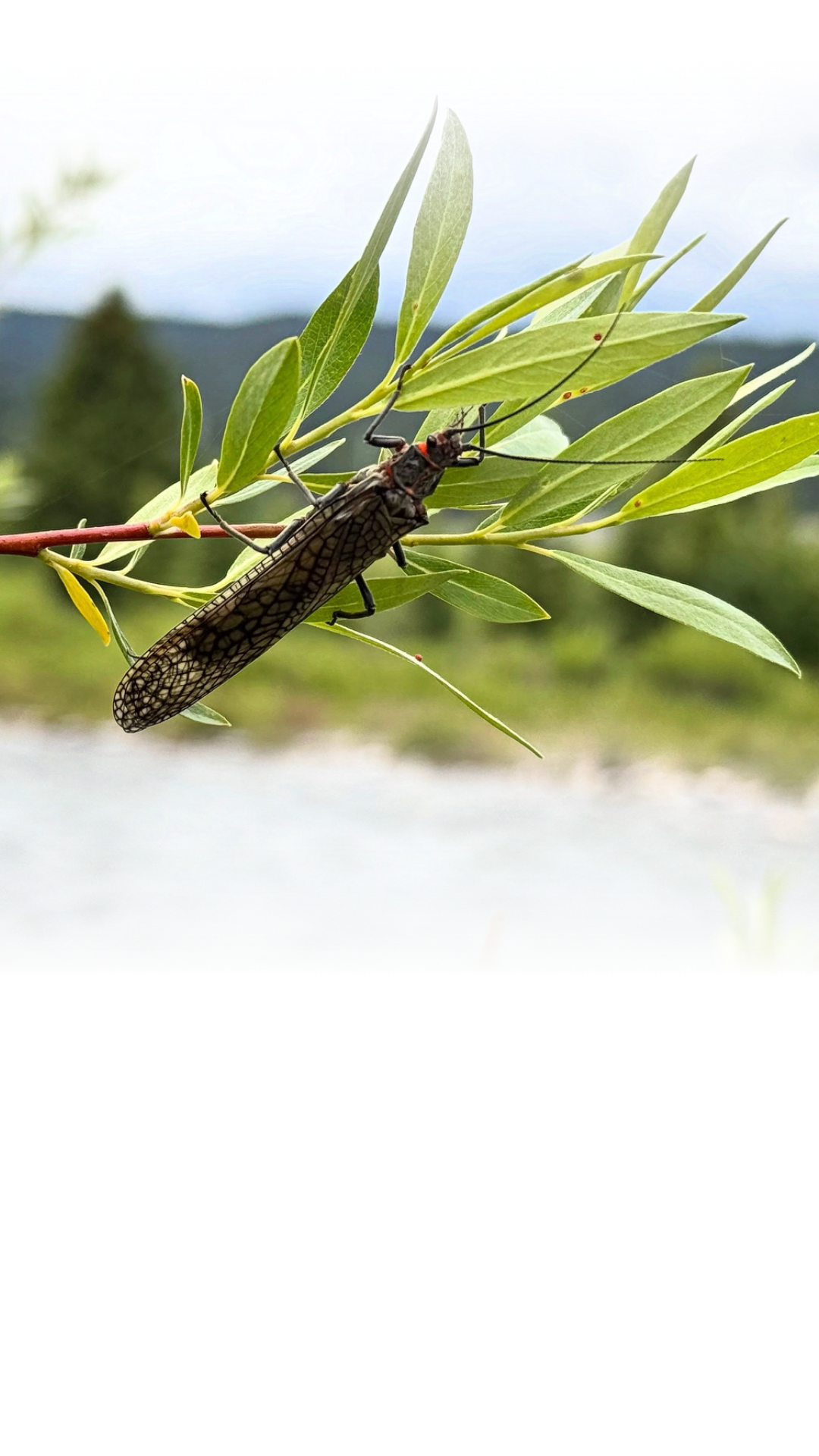 Hello, old friend. 🏔️ This year’s snowpack melted about two weeks earlier than average, which means that the salmonfly hatch on the Gallatin is also running ahead of schedule. 💫