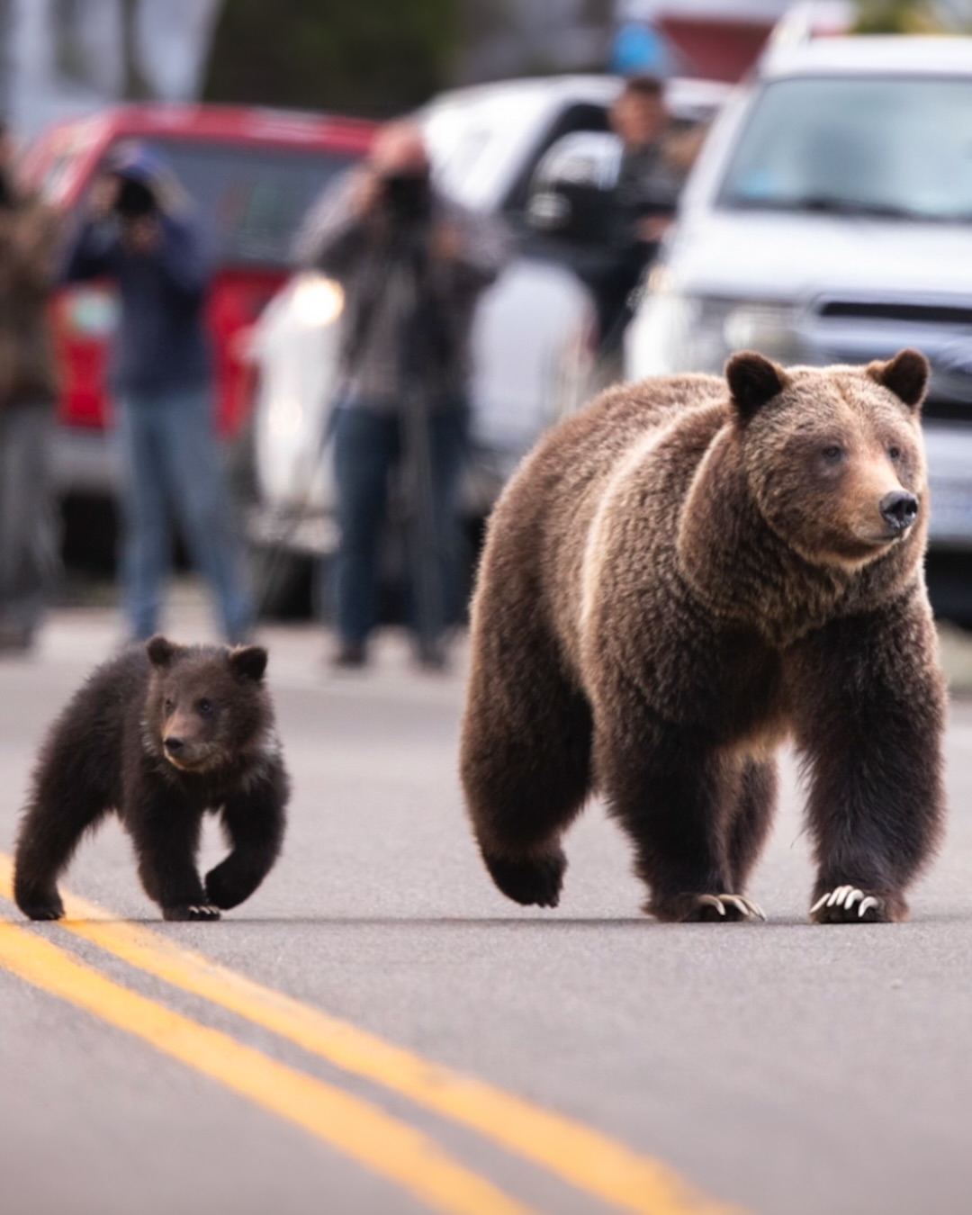 Forever 399 premieres on Amazon Prime Video Friday. The new documentary chronicles the life and local impact of Grizzly 399.
