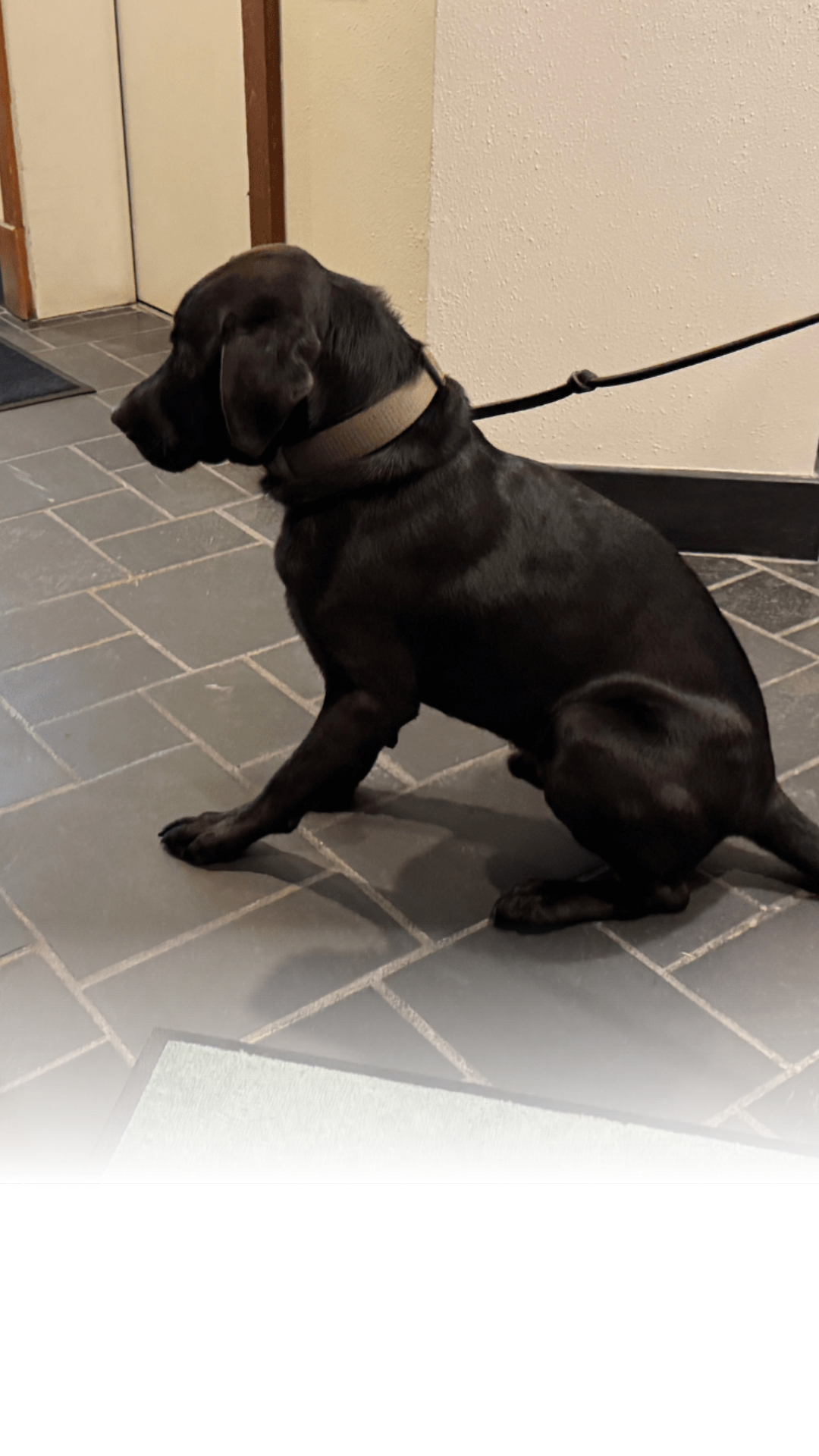 The Jackson Police Department recently enlisted a two-year-old Labrador retriever named Sid. After finishing his specialized training, Sid will serve as the new drug dog.