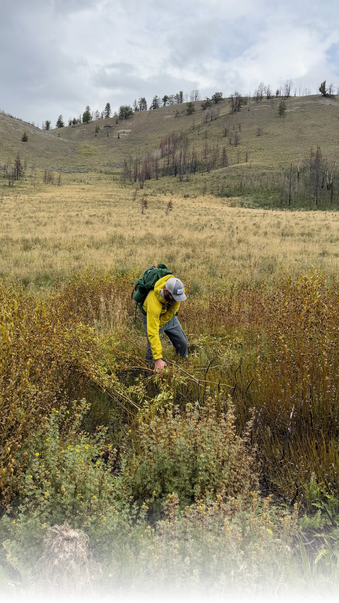 Trout Unlimited and the Jackson Hole Wildlife Foundation built artificial beaver dams along Trail Creek. These structures help stabilize the waterway and filter out ash or debris caused by the Pack Fire.