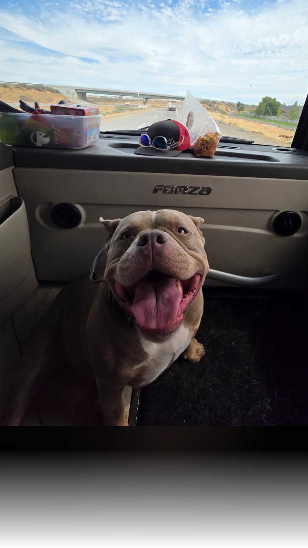 Pass commuters please be on the look out. During last night's accident a dog went missing from one of the vehicles. Officals are unsure if the dog is injured but is probably pretty scared. If found please call dispatch 307-733-2331.
