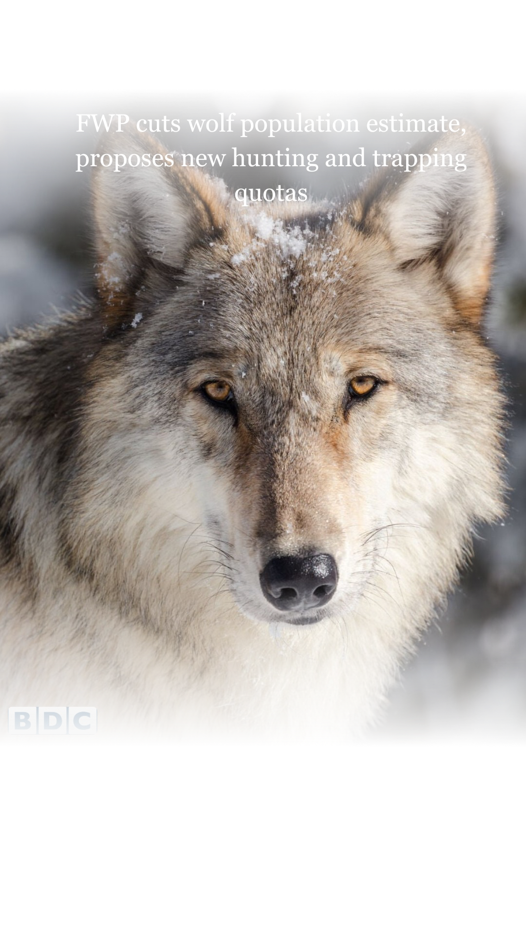 Montana officials proposed reducing the annual wolf hunting quota to 250 following new data indicating a smaller state population. Critics worry the lower limit may still result in the loss of one-third of all wolves in the region.