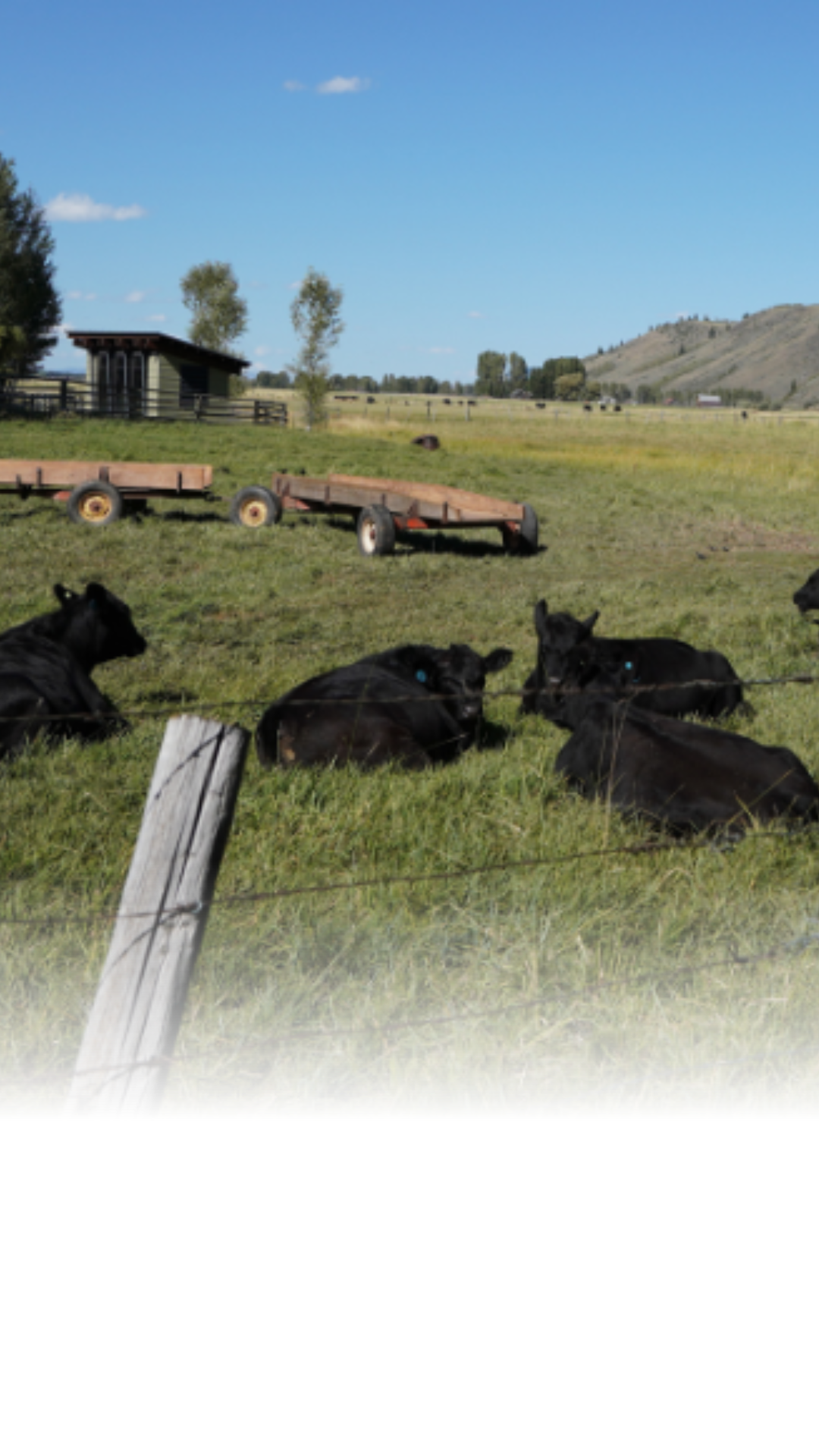 A local multi-generational ranching family is testing satellite-controlled boundaries to manage their cattle. The technology could reduce labor and costs for the regional ranching industry.