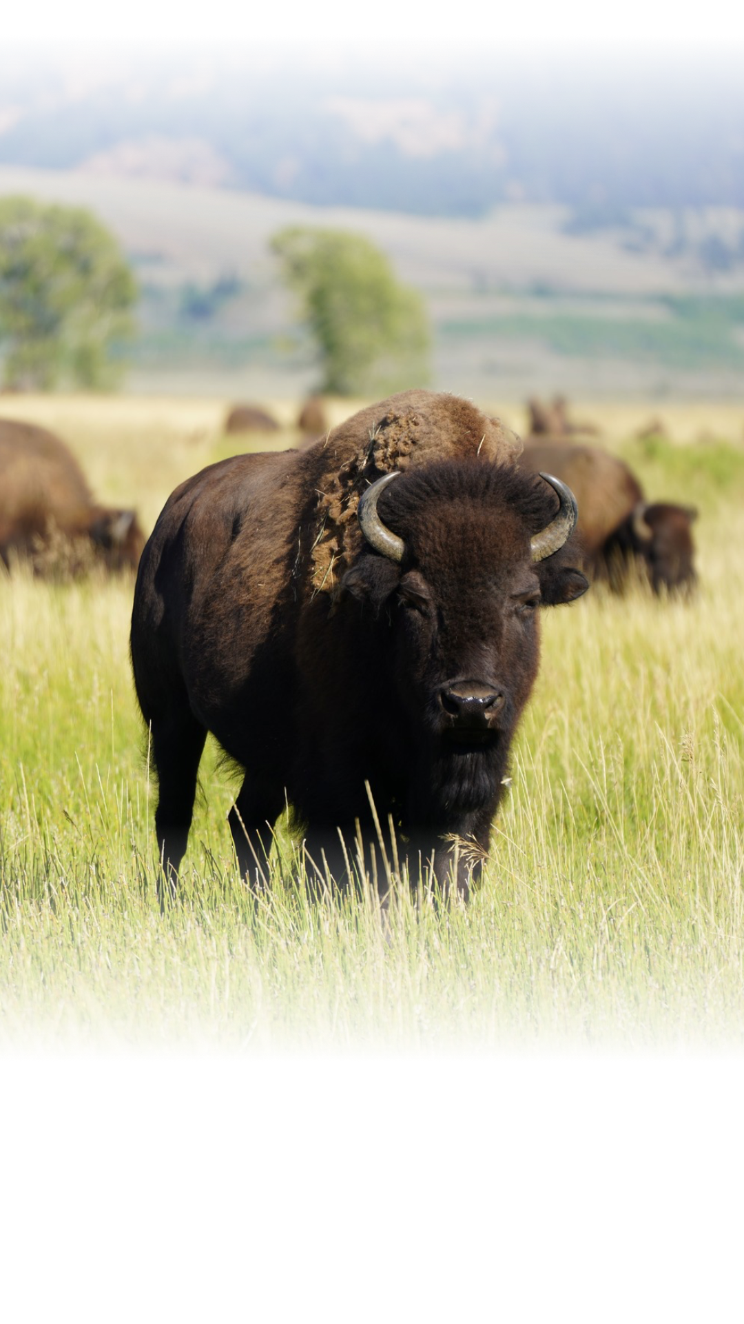 The State of Montana and the Bureau of Land Management are collecting citizen feedback regarding bison grazing requests and national land management policies. Interested parties must submit their responses by mid-July.
