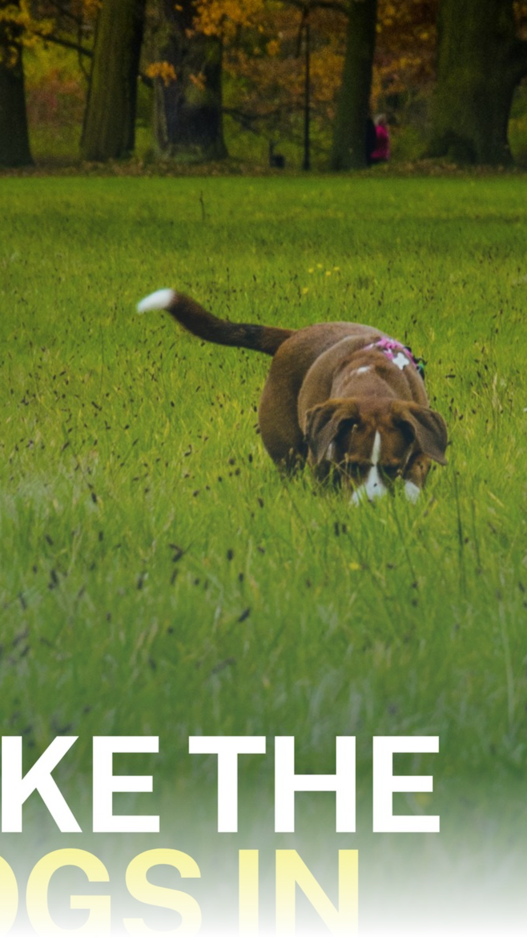 Town officials are seeking public input on whether to continue banning dogs from parks. Residents can share their opinions on potential rule changes through the anonymous online survey at the link below 👇