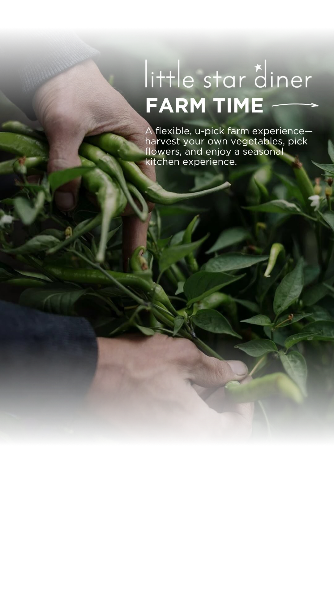 Our friends at @littlestardiner are offering a Farm Time CSA, a u-pick farm experience beginning in July. 🍅 Harvest your own vegetables 🌸 Pick flowers 🍽️ Enjoy seasonal cooking experience Link in our bio to learn more