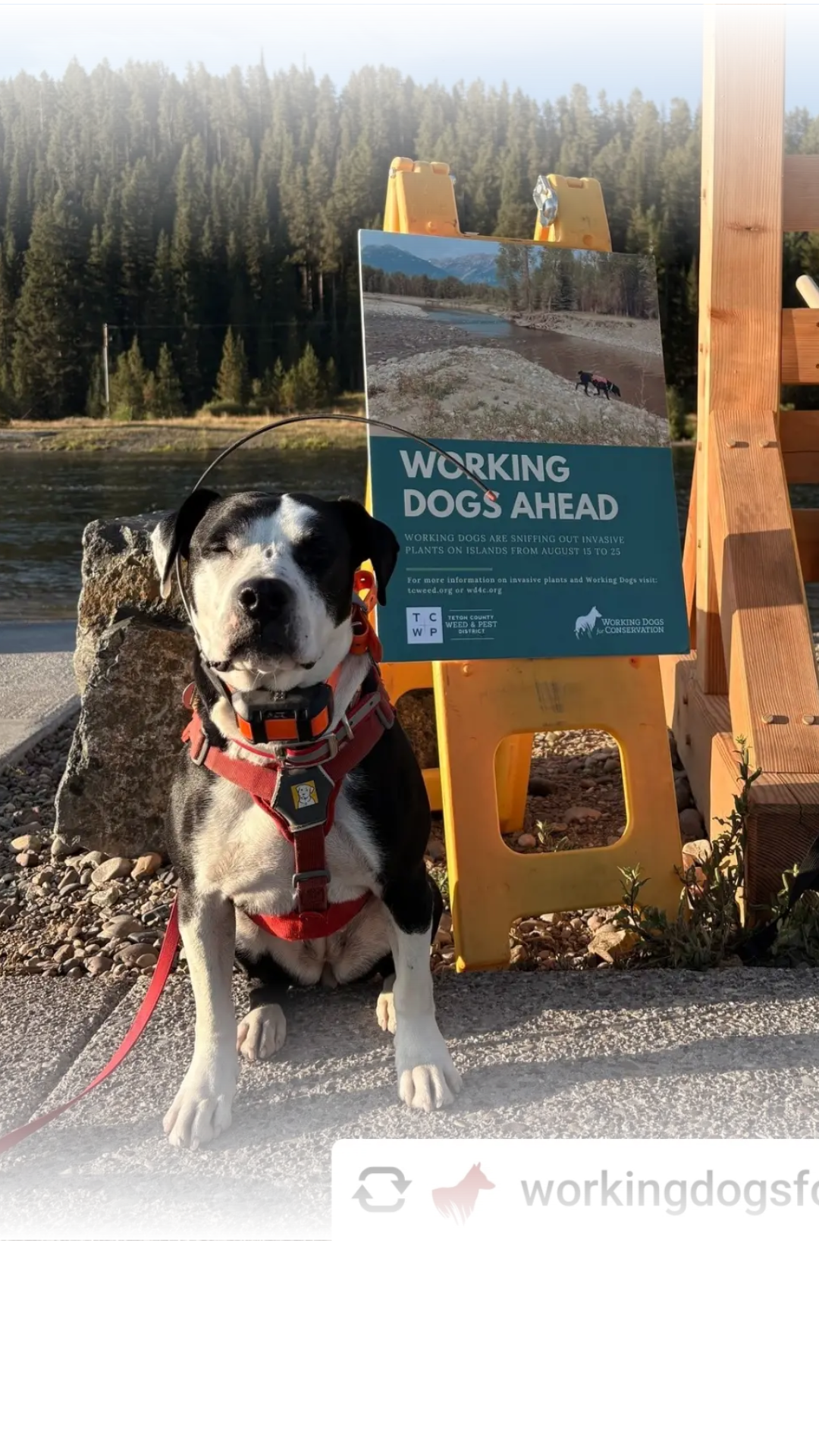 Working Dogs for Conservation recently finished their annual survey for invasive plants along the Snake River. Specialized dogs identified pepperweed, saltcedar, and invasive phragmites to help protect the local ecosystem.