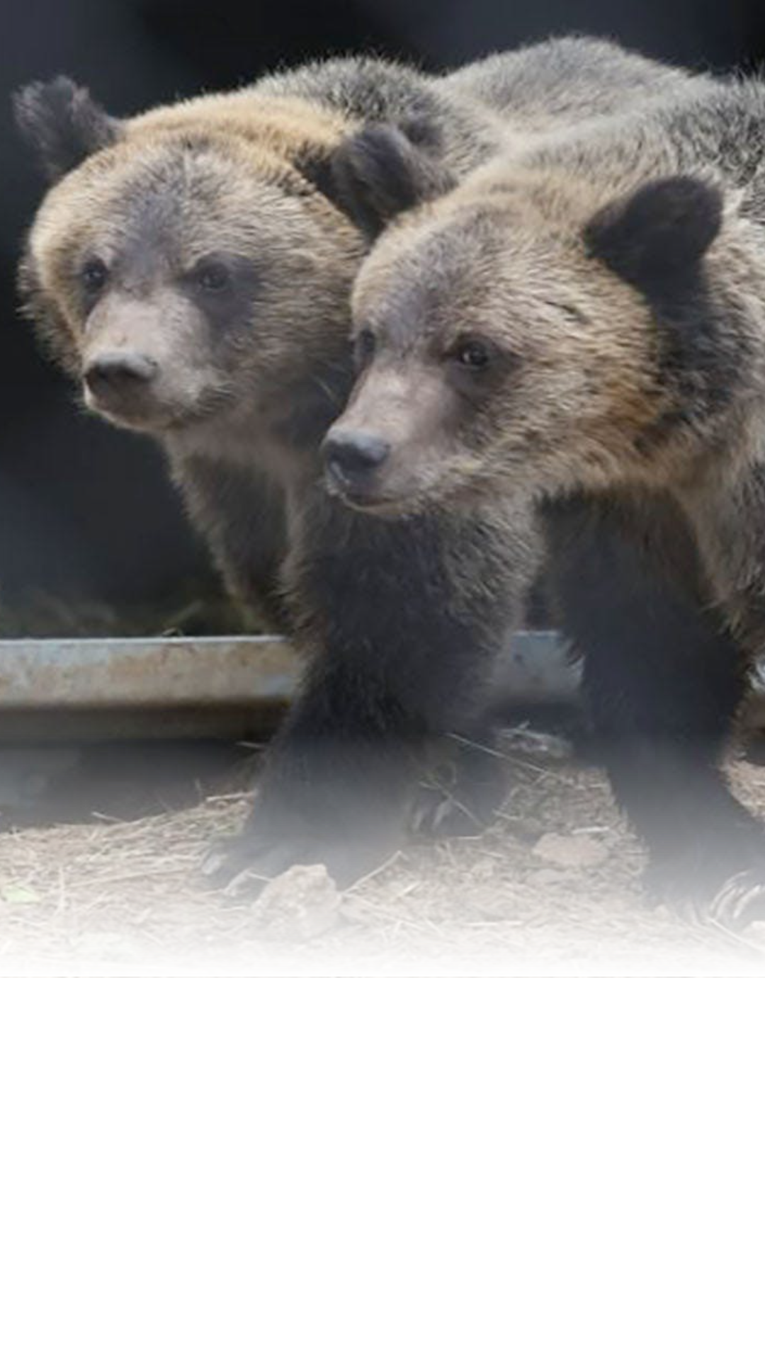The two orphaned cubs belonging to Grizzly 399's offspring are being moved to a zoo in Colorado. The pair was captured near Pinedale and will remain in captivity rather than being euthanized.