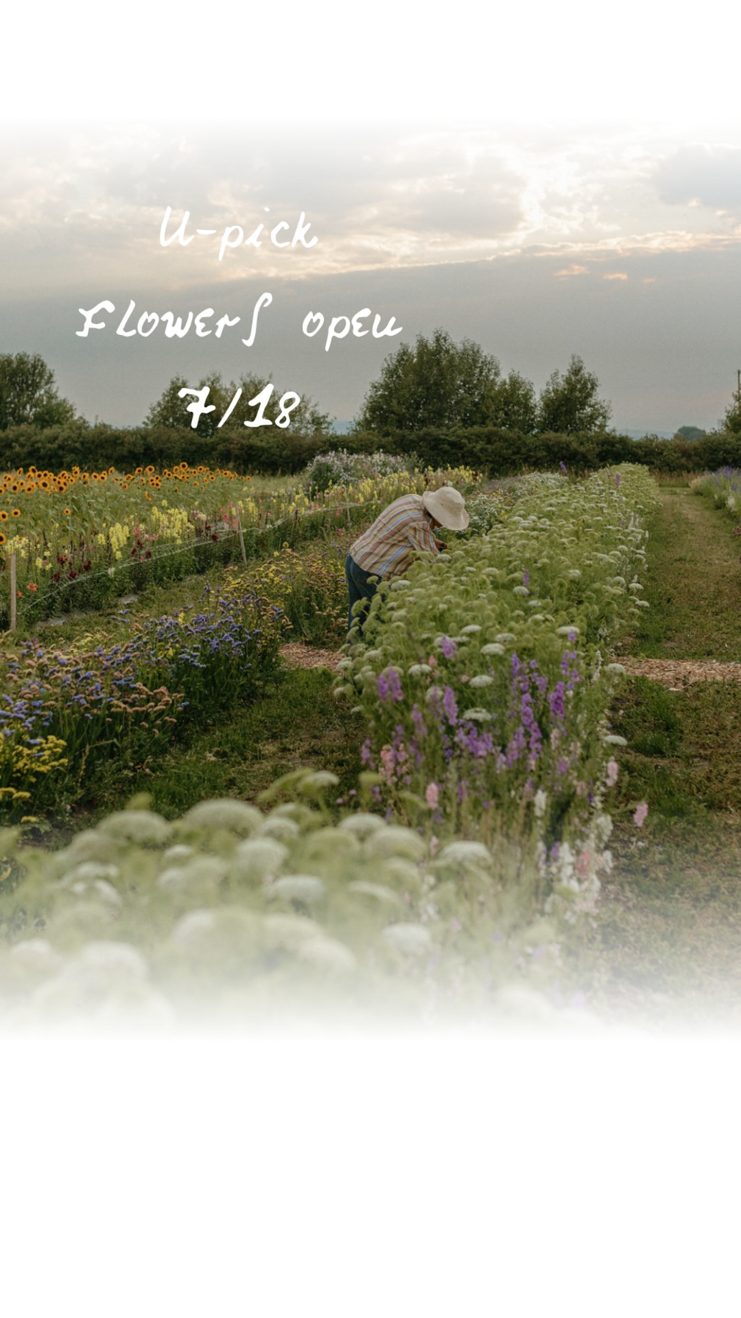 4 Daughters Farm opens its flower harvesting season on July 18!