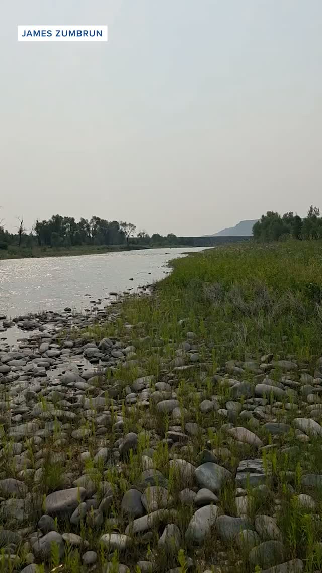 James Zumbrun filmed a group of seven grizzlies swimming in the Sun River. The bears spent time splashing in the water to stay cool near Simms.