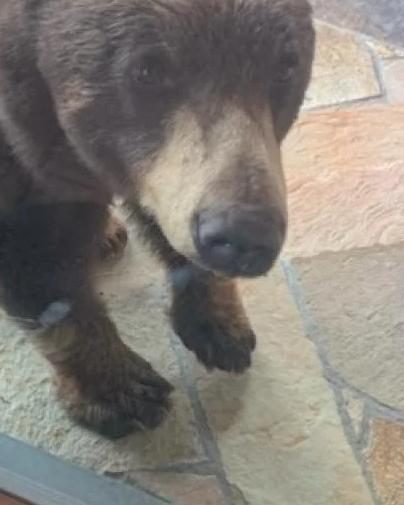 Wyoming Game and Fish warns of increased bear activity. Black bears are becoming more active now as they forage for extra calories before winter. Residents should expect to see more wildlife in the area as animals prepare to hibernate.