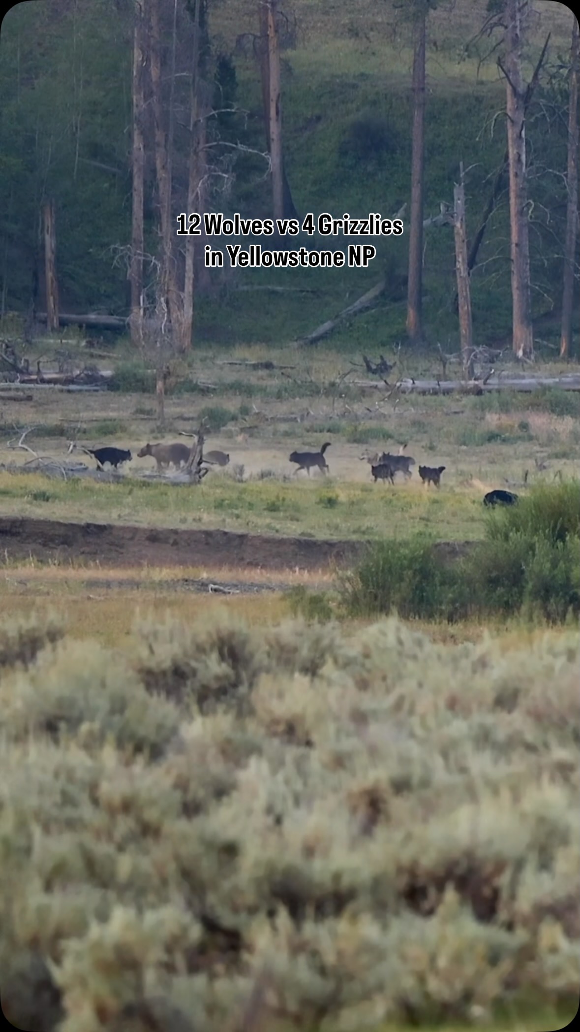 Allie D'Andrea captured footage of the Junction Butte wolf pack confronting a grizzly bear over a bison carcass in Lamar Valley.