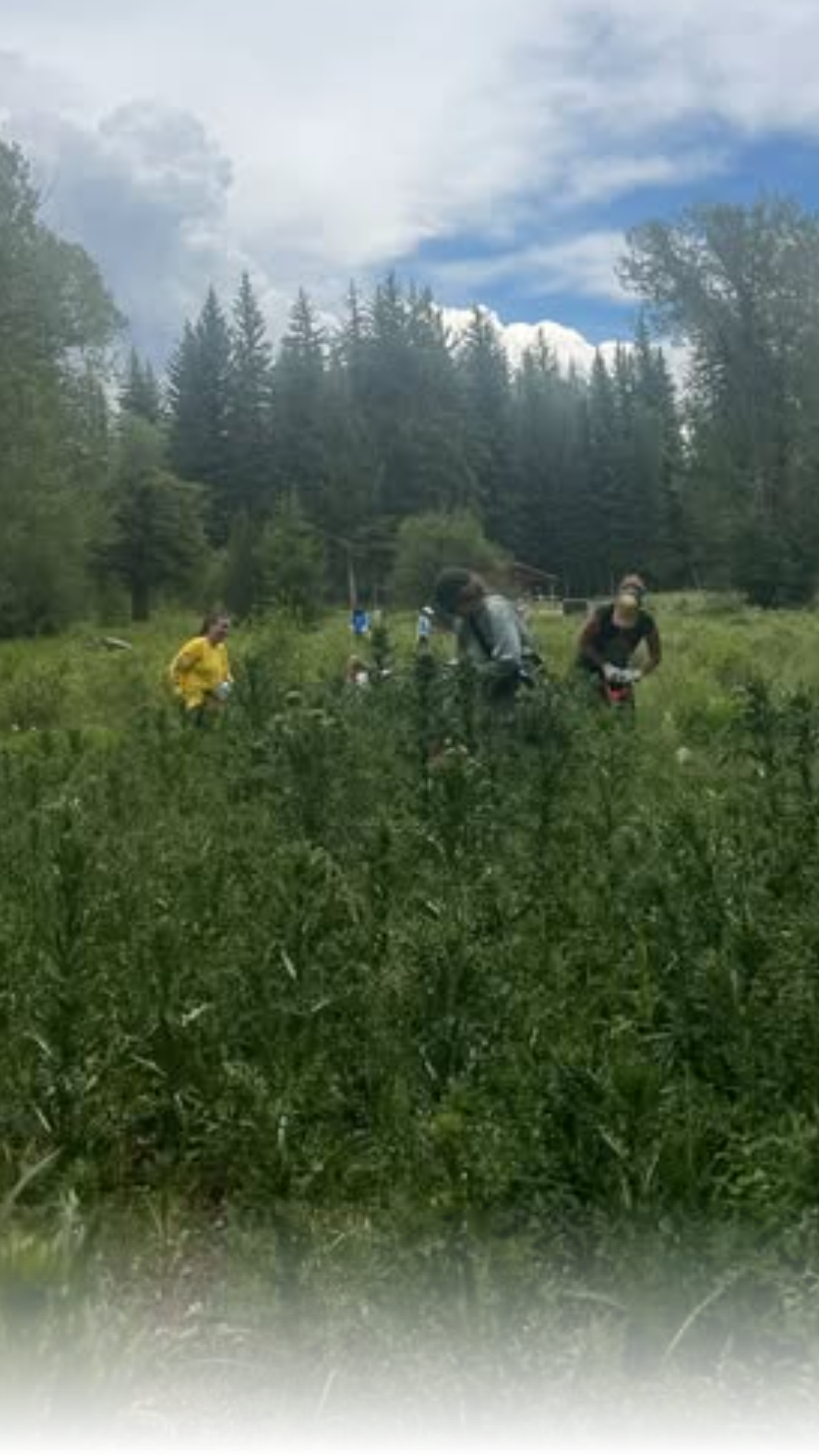 Education students from three Midwestern universities helped clear invasive musk thistle from the Murie Ranch during a visit to Grand Teton National Park. These volunteers improved the local habitat as part of a hands-on learning program.