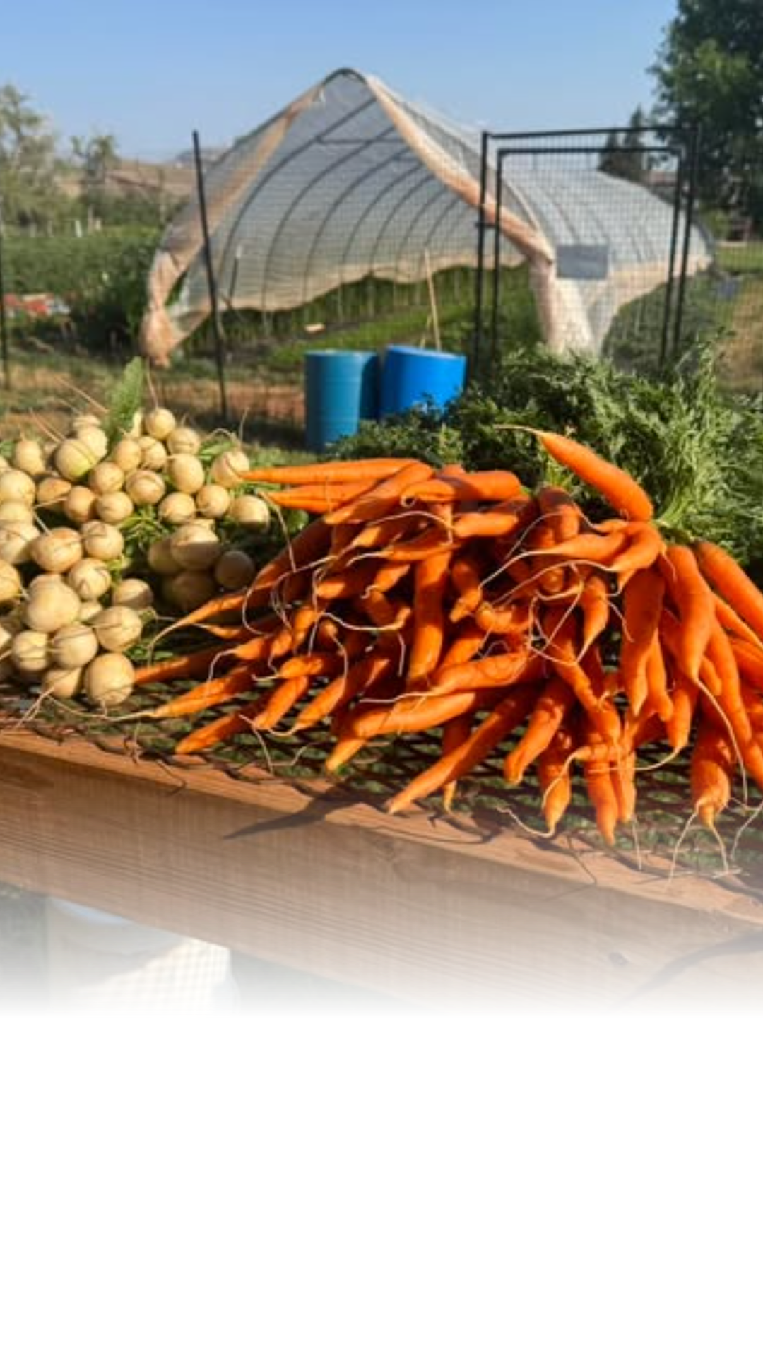 The farm is in full production. 🌱🥕❤️ Fresh carrots, turnips, beets, leeks, and so much more are coming out of the ASI Farm. Every harvest represents hands-on learning, sustainable growing practices, and the hard work of our students. Check out the Regenerative Farm program at CWC and explore classes offered this fall and spring.