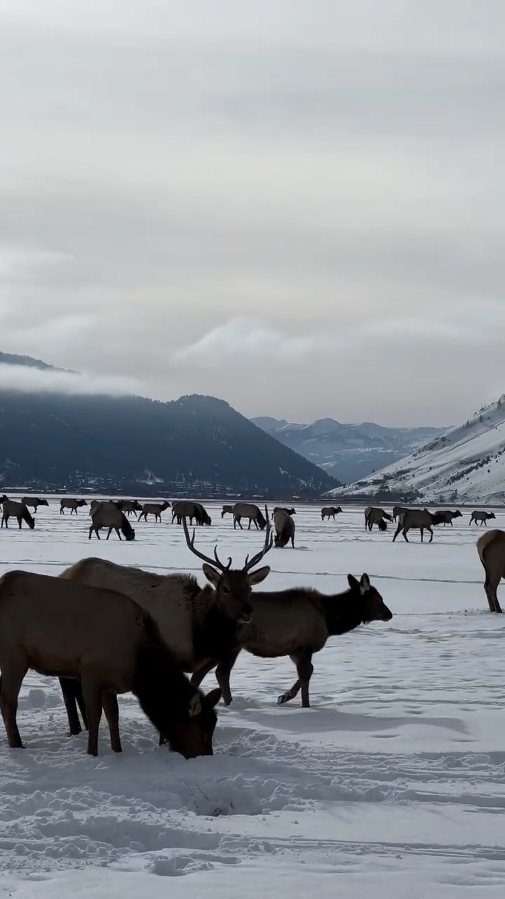 The bike path along Highway 89 shuts down Sunday to accommodate local elk migration. Beginning December 1, the Wilson Boat Ramp will also be off-limits to motorized traffic for the season.