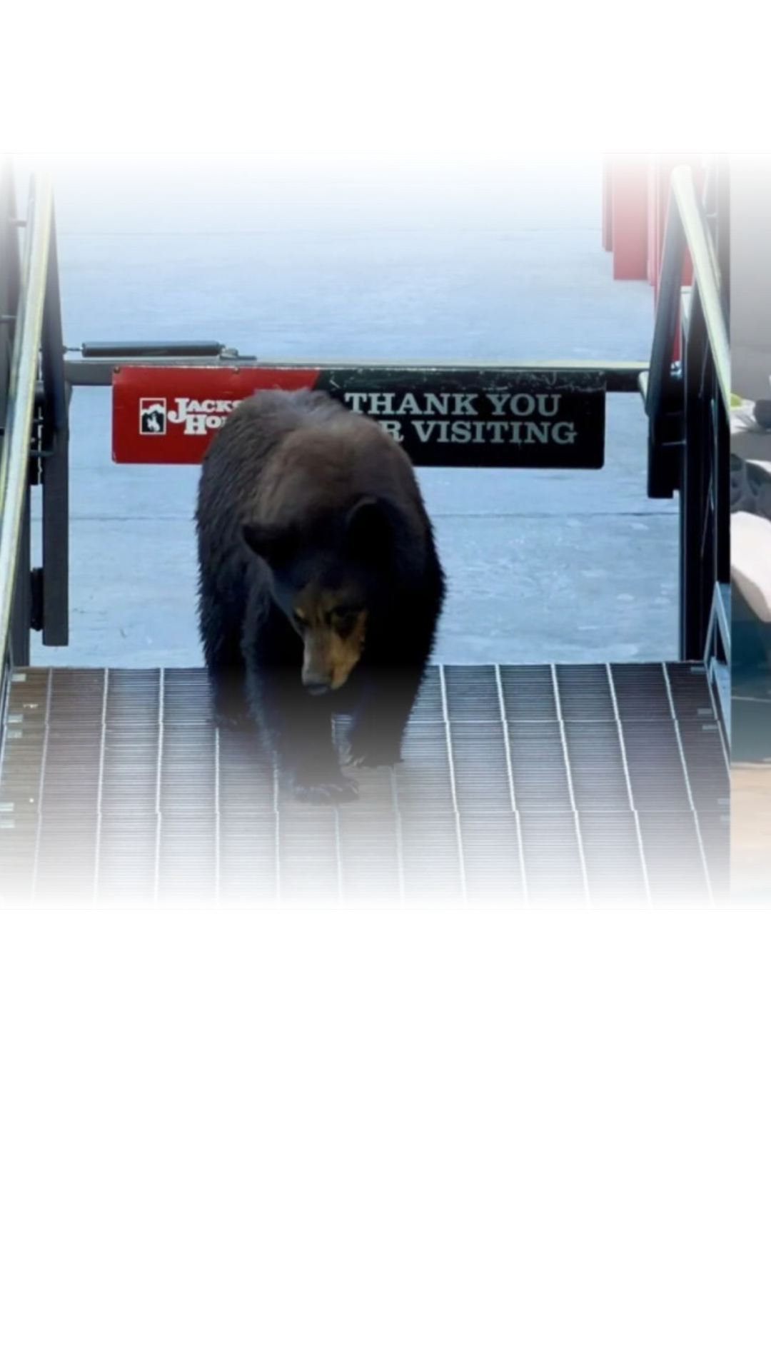 Wildlife managers recently euthanized two bears at the Village. Officials blame a poor berry crop and easy access to human food for an increase in bold behavior this season.