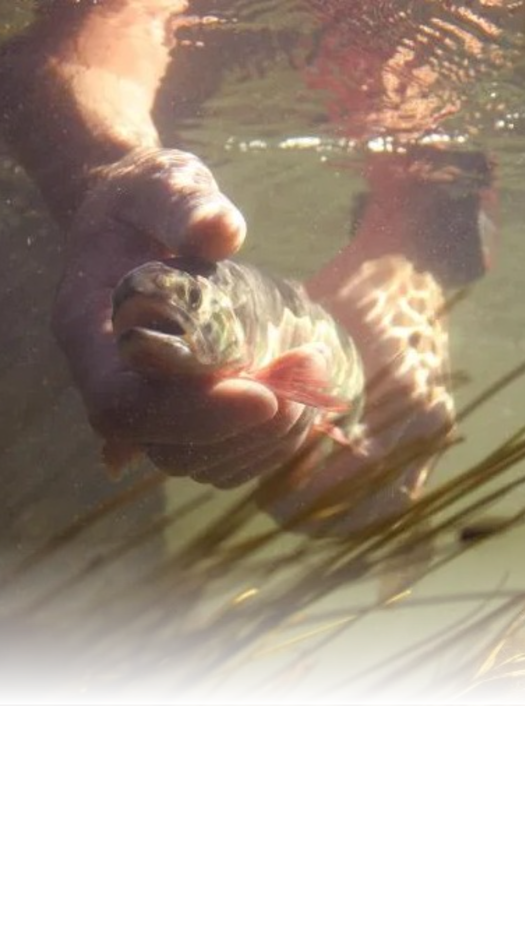 Fisheries officials ended the voluntary afternoon fishing ban for the Snake River and Flat Creek. Recent cool weather lowered water temperatures to safer levels for trout, though anglers should still monitor heat.