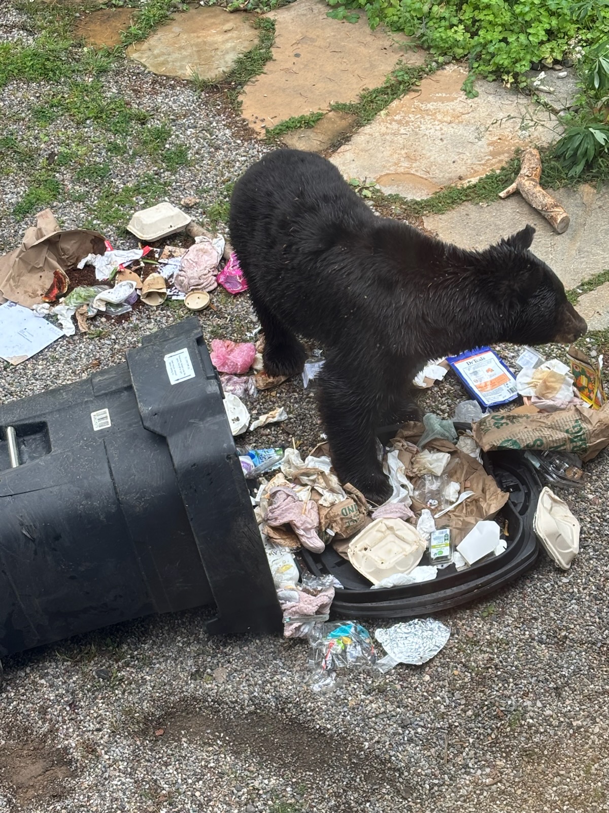 Bear activity is increasing in Teton County and the Greater Yellowstone Ecosystem as bears enter hyperphagia and natural food sources are scarce. Residents and visitors must secure all attractants, including garbage, to prevent human-bear conflicts and ensure bear safety.