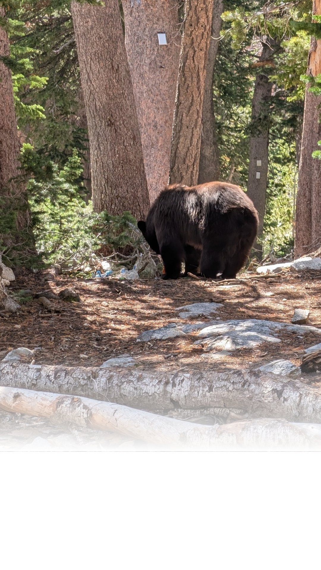 Grand Teton National Park staff euthanized a black bear near Delta Lake Friday. The animal was killed after visitors repeatedly left food unattended, causing the bear to become dangerously comfortable around people.
