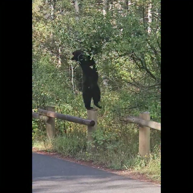 Local bears are entering a period of intense feeding to prepare for winter. A poor berry crop may drive them further afield, so carry bear spray and maintain at least 100 yards of space when on the trail.