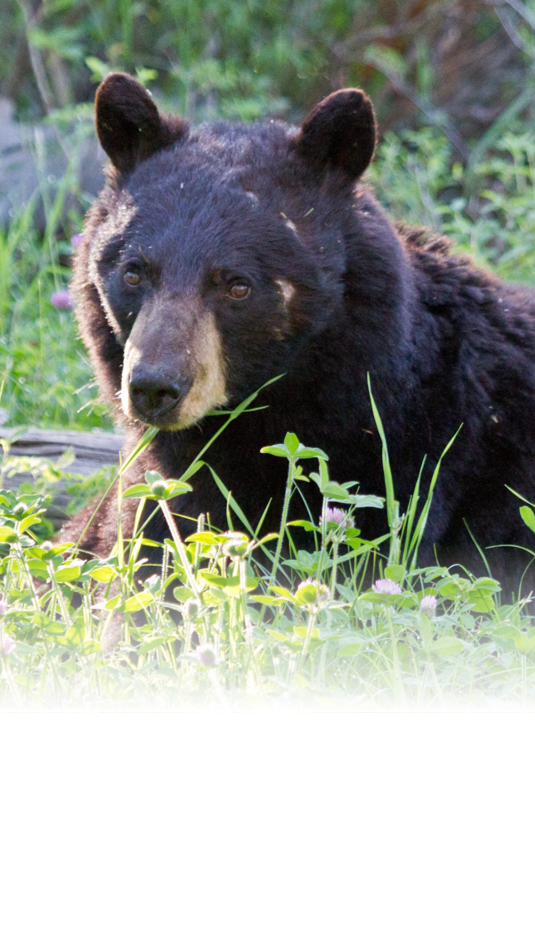 A Wyoming Bear Attack Highlights a Startling Truth: Dogs Double Your Danger in Bear Country.
Keeping dogs on a leash or leaving them at home can prevent aggressive wildlife run-ins in the park and surrounding woods.