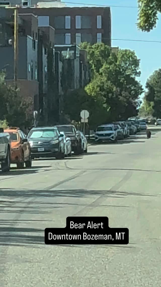 A bear was spotted walking through the downtown area last week. The animal was filmed passing by local storefronts and approaching a mail carrier.