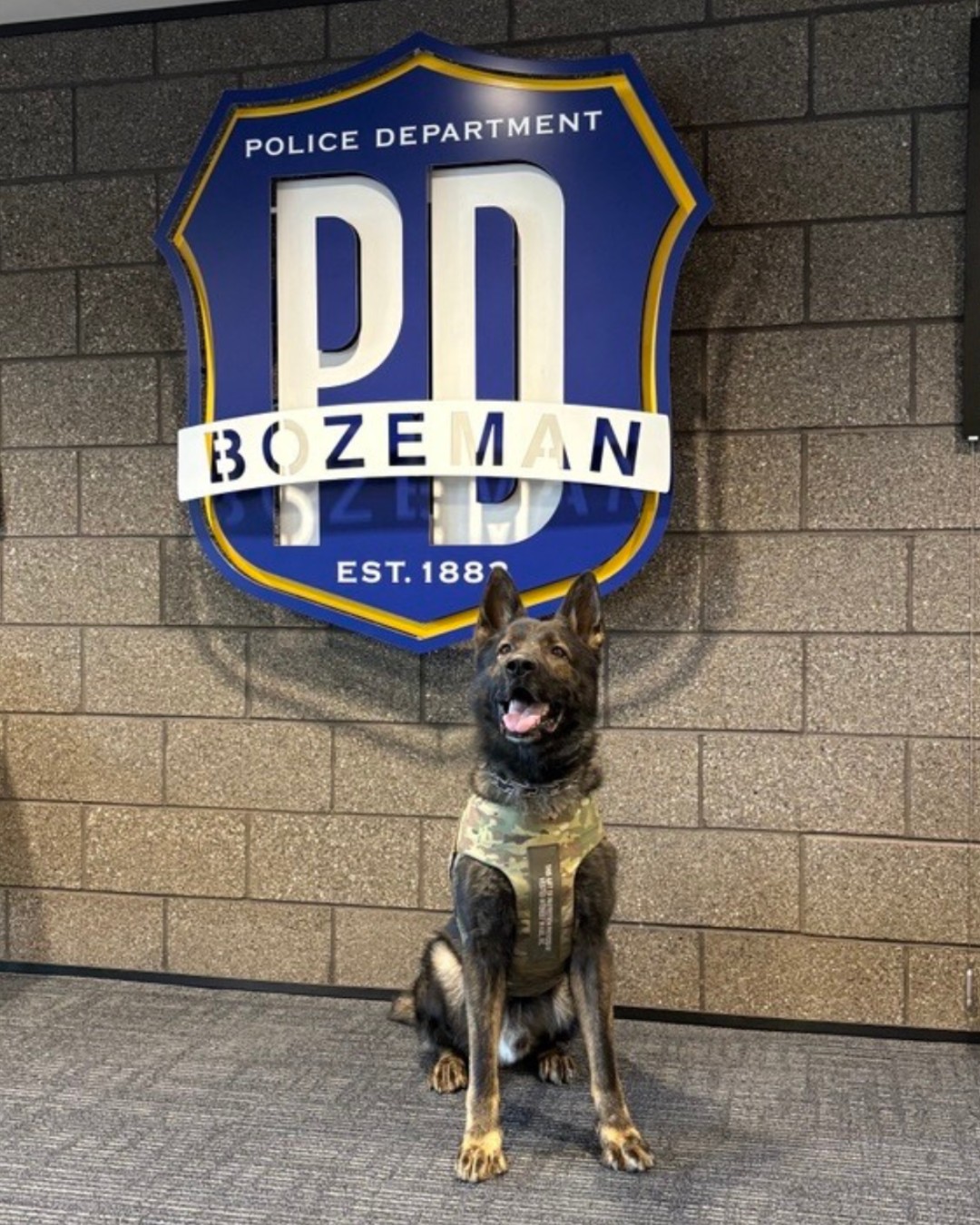 Bozeman Police handled over 1,300 calls and made 271 traffic stops this week, including a drunk driving arrest on Main Street. The department also outfitted K-9 Hex with new body armor.