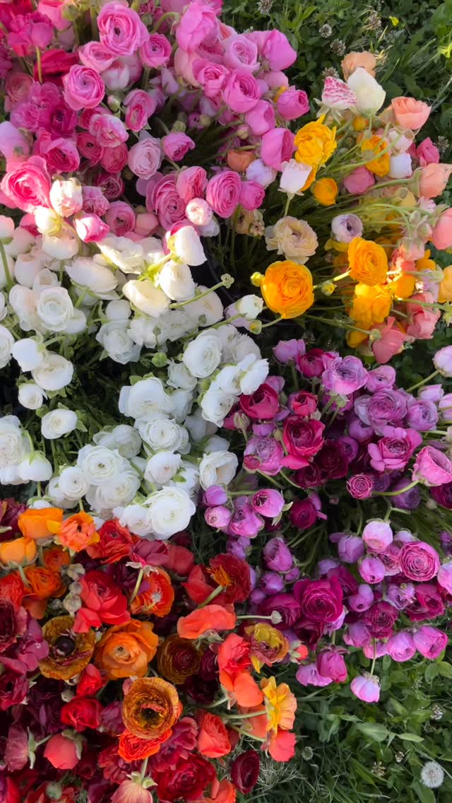 Only a couple more weeks until the ranunculus are done! Get them while they’re hot🧡🔥 or else you won’t see them again until next year😱 Find these long lasting beauties @bozemancoop @fattoadsfarmpantry @rosauerssuperma