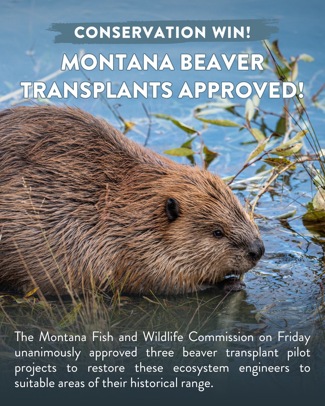 We're celebrating a conservation win for Montana beavers!  Beaver activity supports fish, wildlife, and our own communities. Read more about these projects!