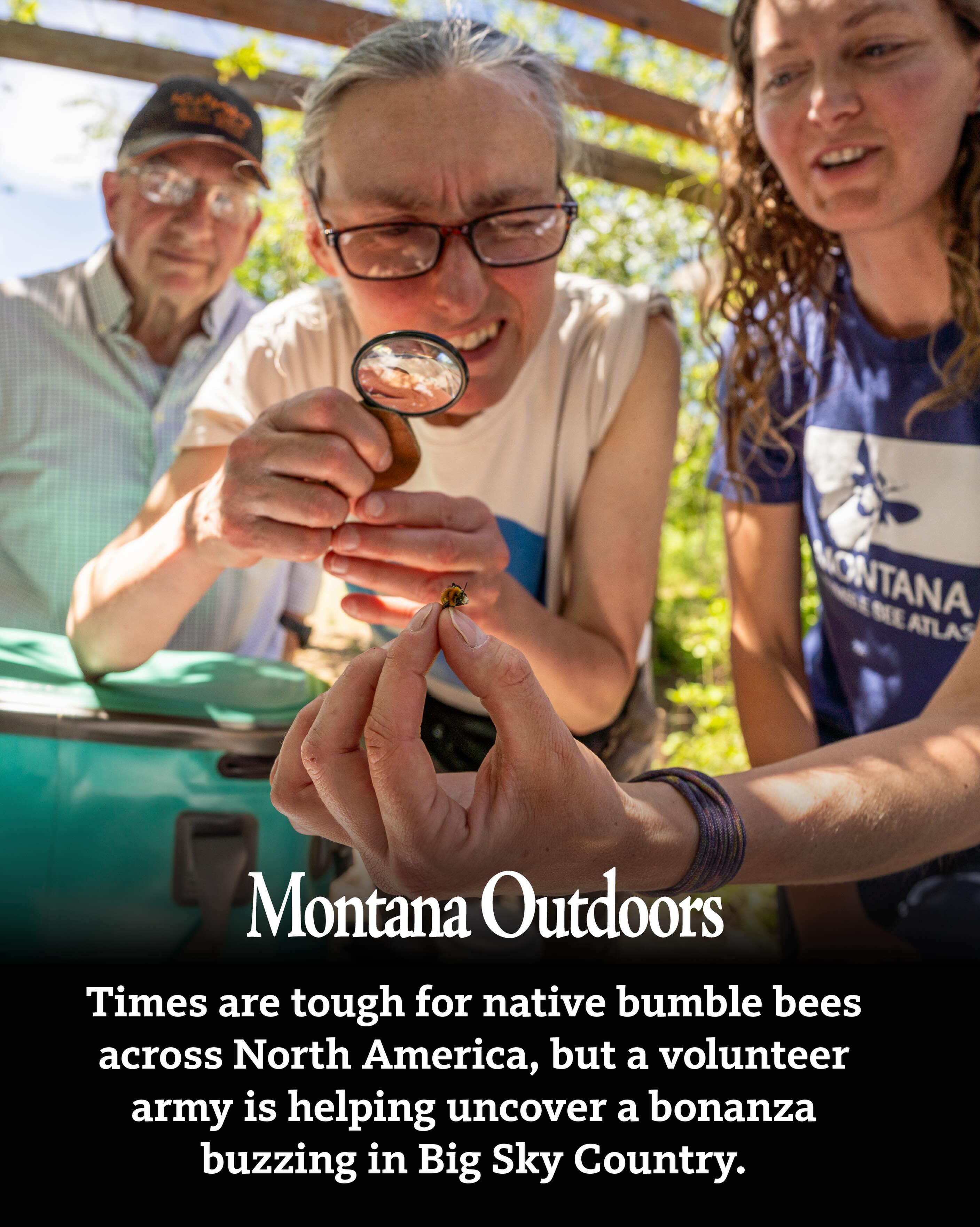 Montana bee expert Michelle Toshack found the westernmost recorded two-spotted bumble bee and leads the Montana Bumble Bee Atlas, training hundreds of volunteers to map and protect the state’s remarkable bee diversity.