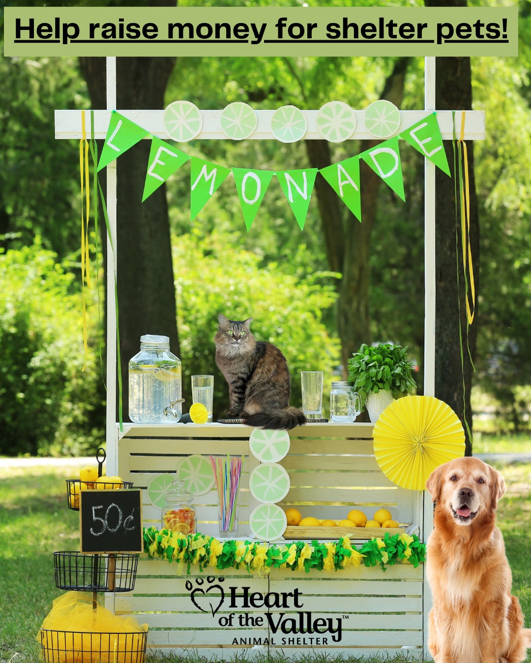 Help cats & dogs this summer with a kid-powered fundraiser! Lemonade stands and creative projects make a difference. Contact Kelly at 406-404-3070 for a fundraiser toolkit. Learn more on our website!