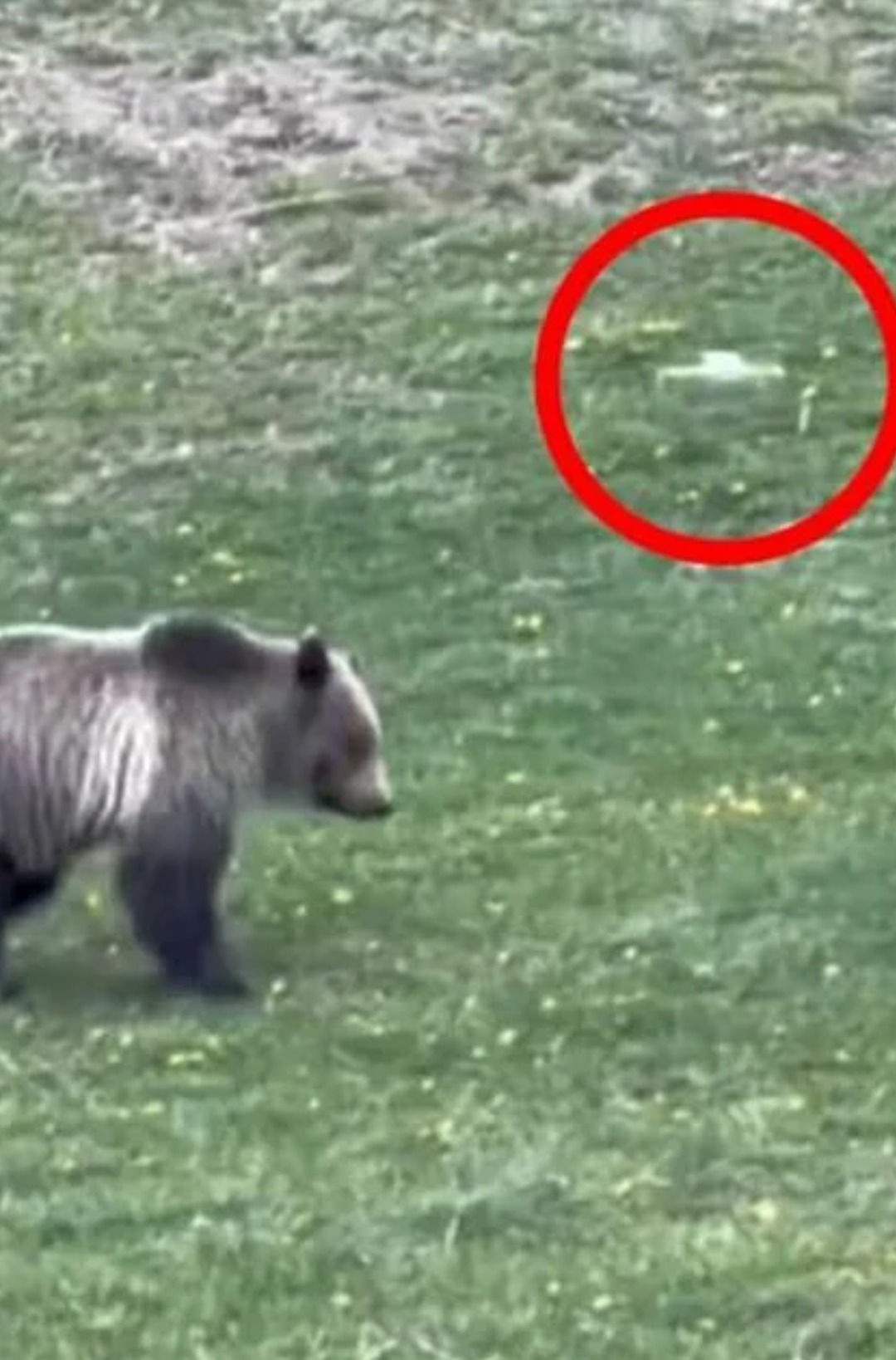 A visitor at Yellowstone National Park recorded an illegal drone disturbing a mother grizzly and her cubs, sparking anger among onlookers.